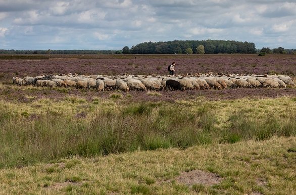 Fietsvakantie Witteveen.