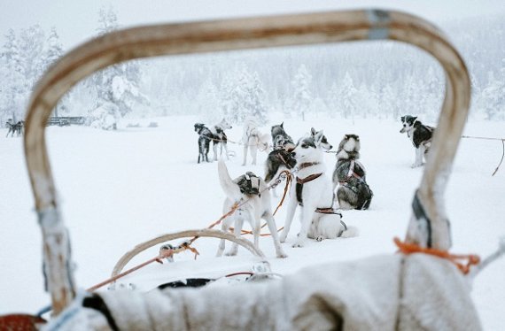 Noorwegen Husky  Noorwegen Husky