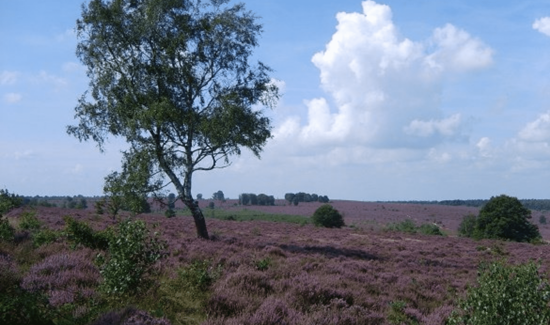 Fietsvakantie Sallandse Heuvelrug