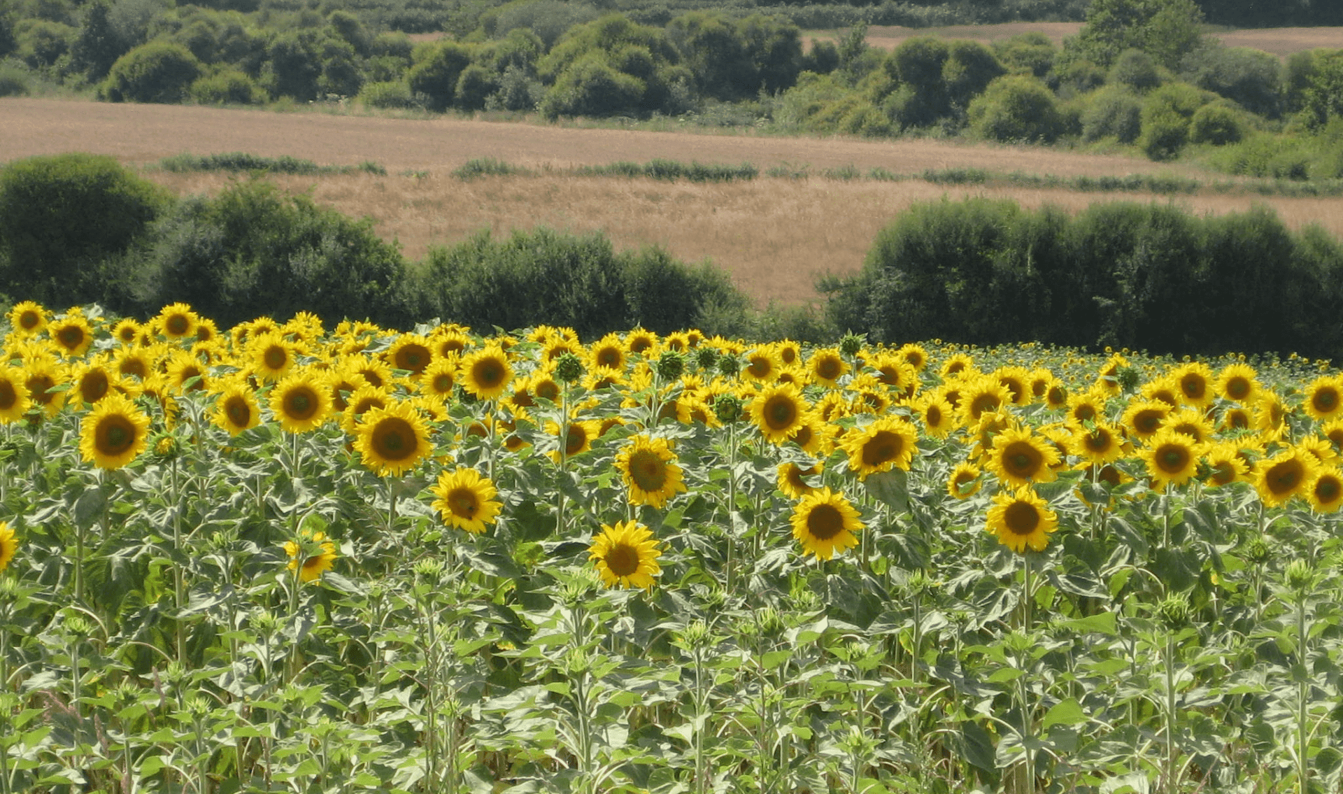 Zonnebloemen