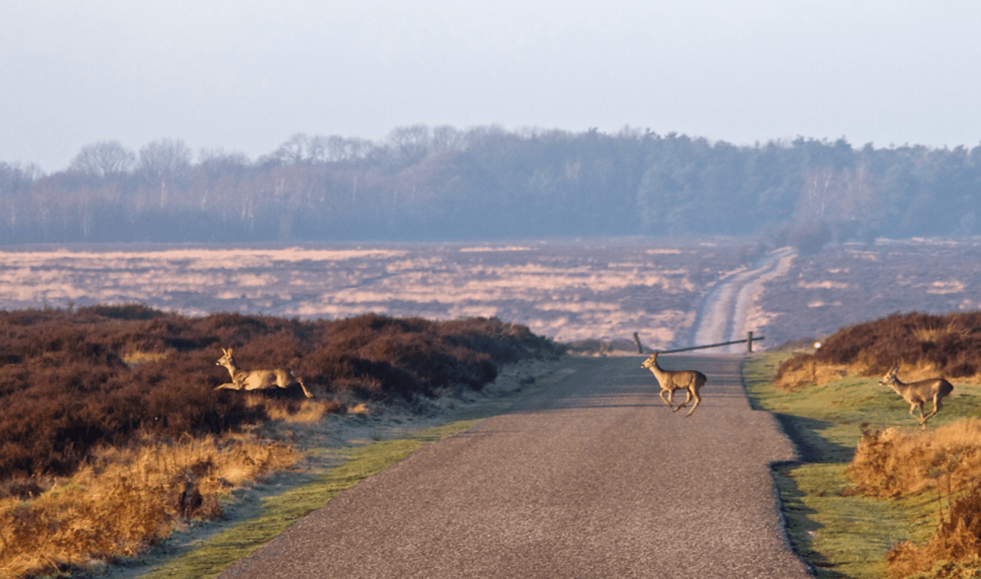 Fietsvakantie Veluwe en IJssel