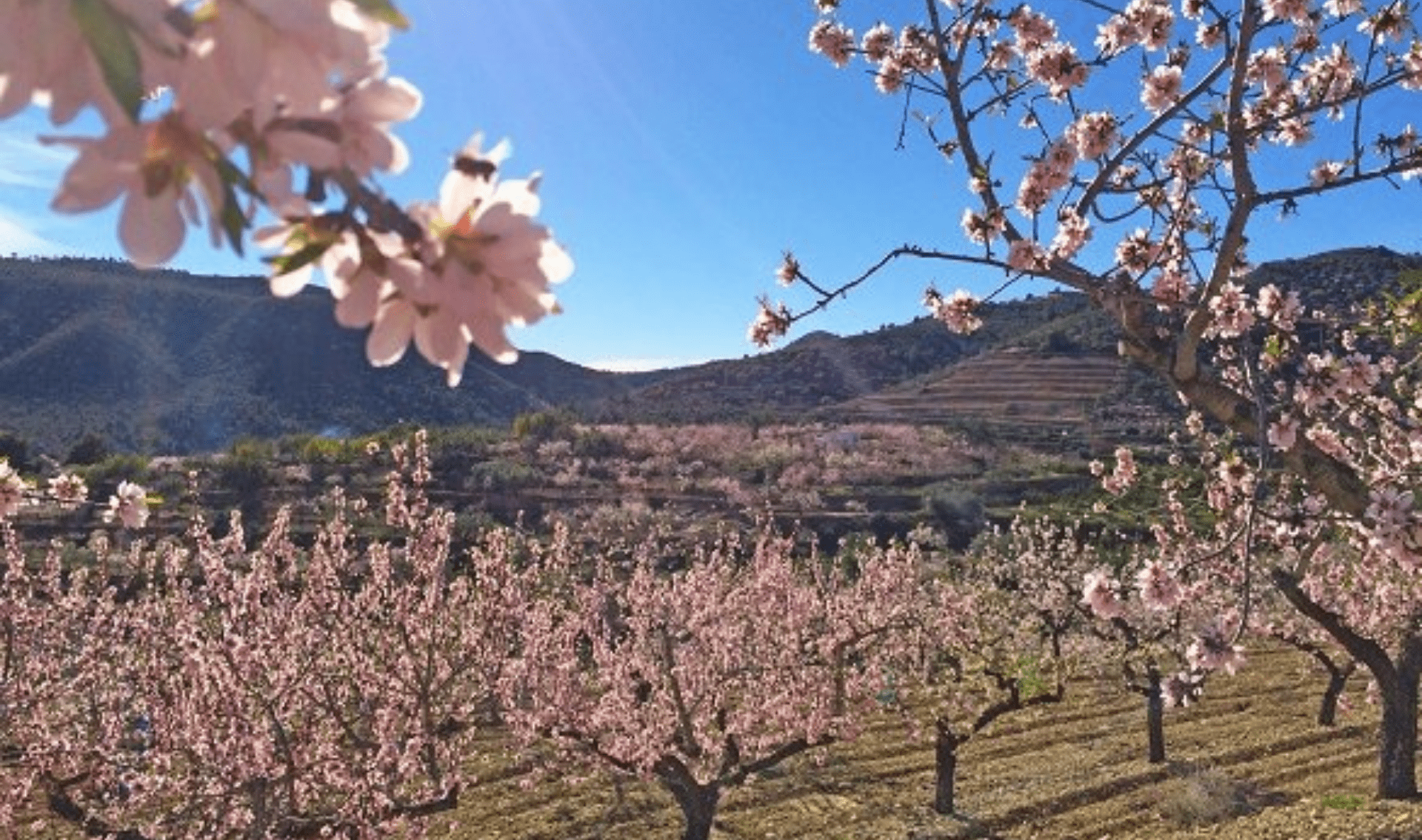 Wandelvakantie Rondom Valencia Olijven en Sinaasappels