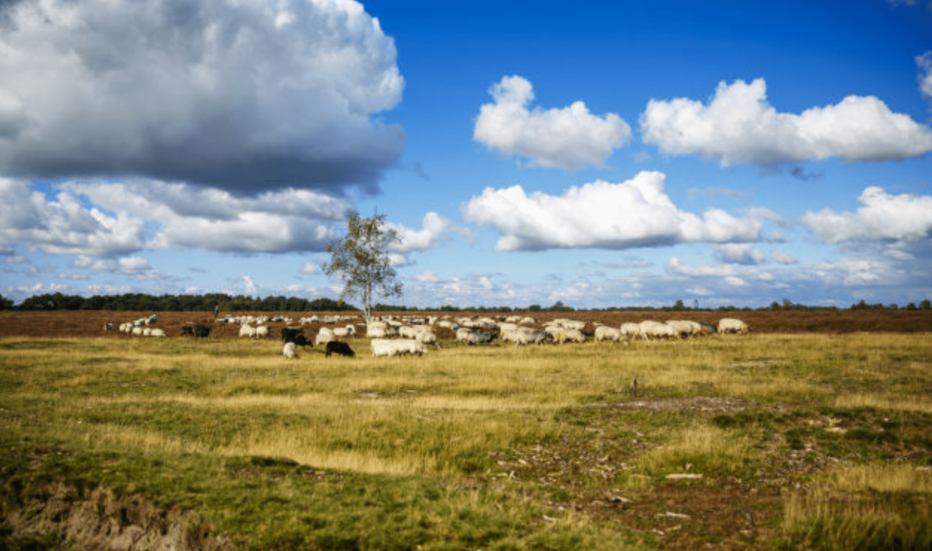 Winterwandelen over de Hondsrug