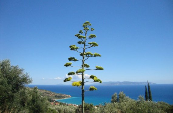 Kefalonia algemeen Kefalonia algemeen