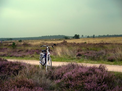 fietsstrabrechtseheide.jpg Kapellerput Brabantse heide