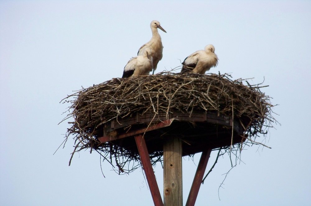 Elbe - Stork