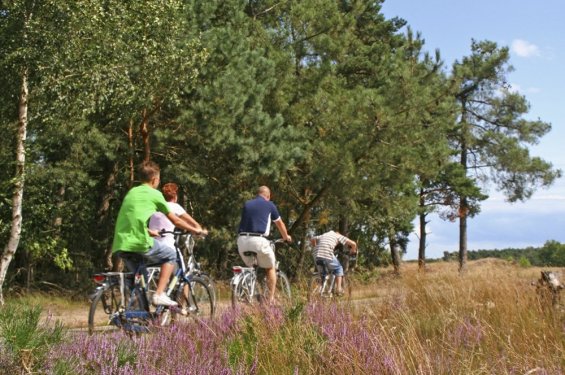 gezin op de fiets met heide gezin op de fiets met heide