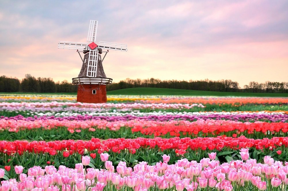 tulpenveld met molen