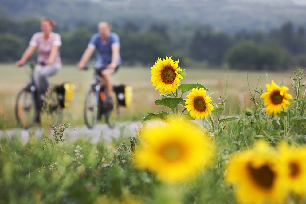 zonnebloemen zweden