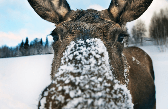 Winterspecial Zweden | Fitál Vakanties