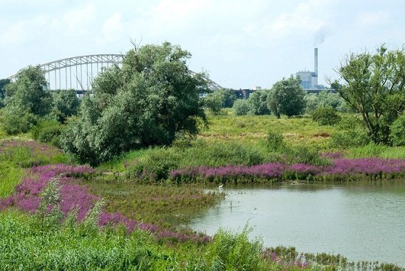 Ooijpolder