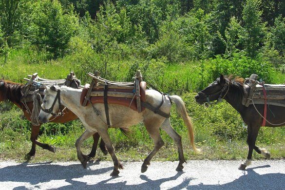 paarden