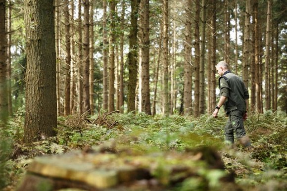 Drenthe bos