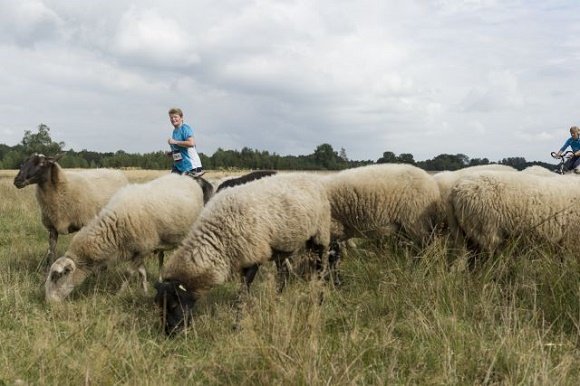 Drente wandelaars