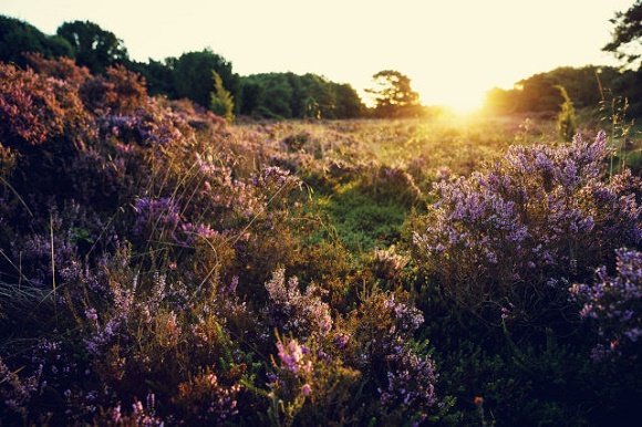 Drenthe heide