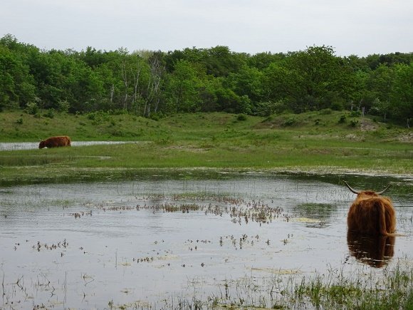 Rockanje waterplas in duingebied