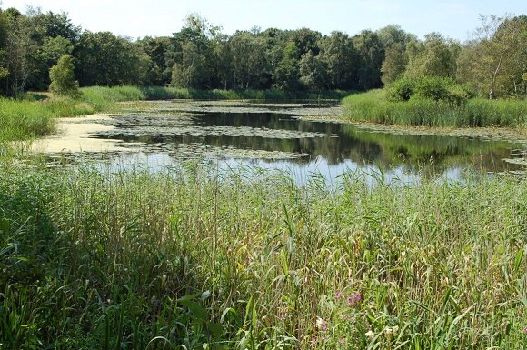 Tenellaplas Rockanje