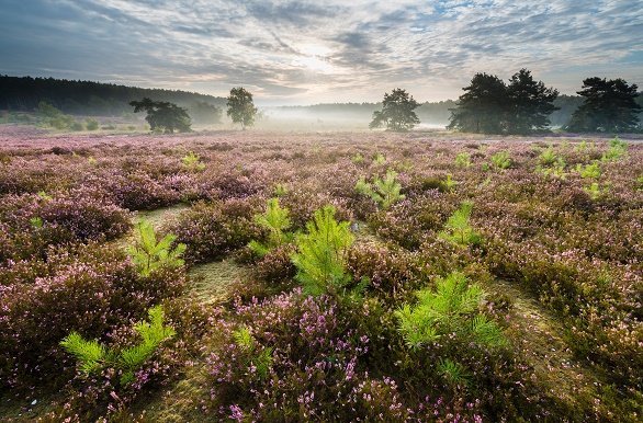 Belgisch Limburg heide