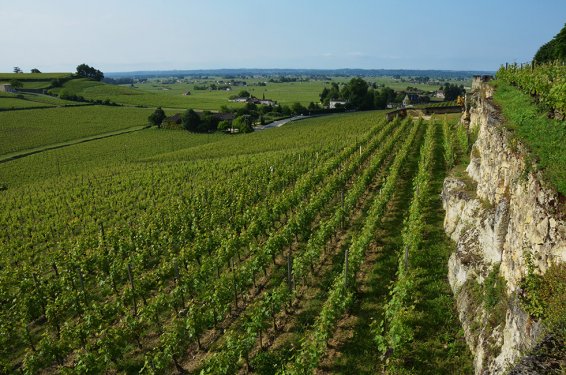 Wijngaard met rotswand  Wijngaard met rotswand