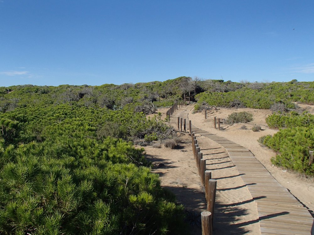 vlonderpad door duinen