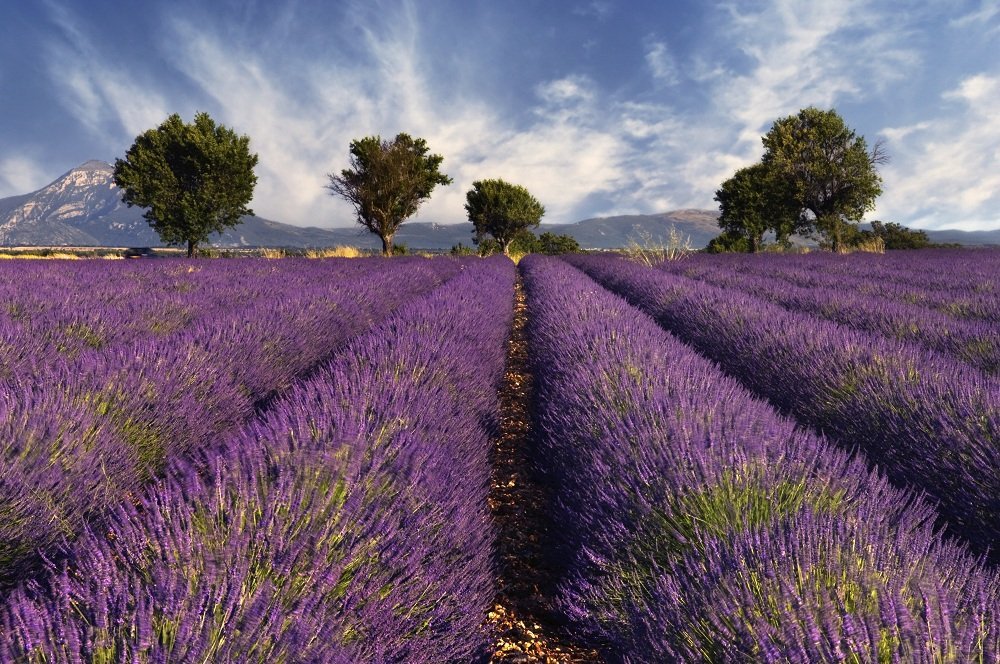 Rhone lavendel