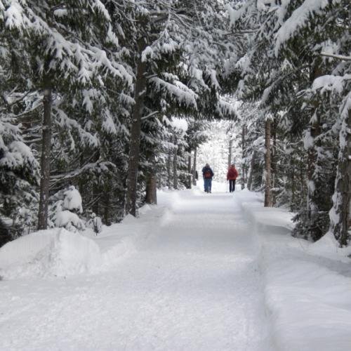 Wandelen in een witte wereld