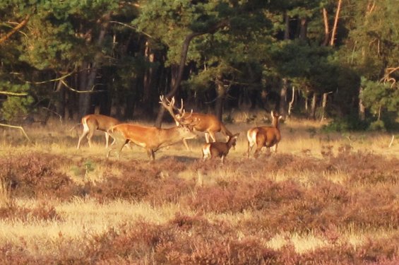 Veluwe Veluwe