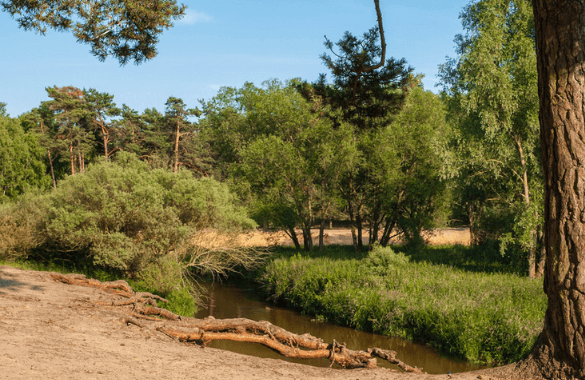 Wandelarrangement Bad Bentheim met wandeltocht in Het Lutterzand