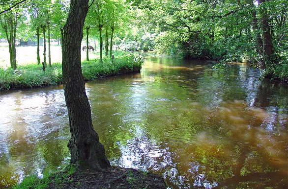 Riviertje de Swalm
