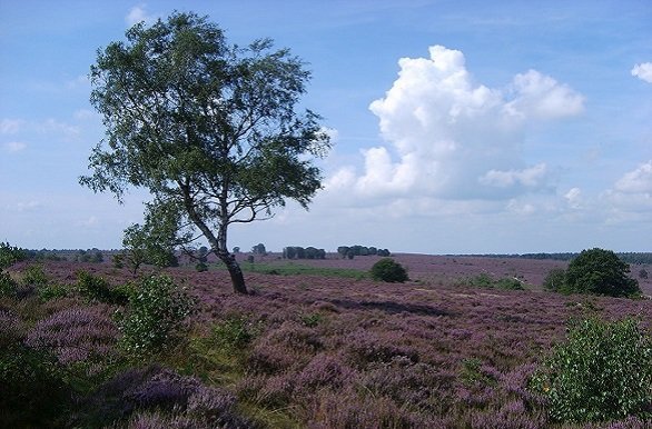 Wandelen over het Pieterpad van Ommen naar Vorden