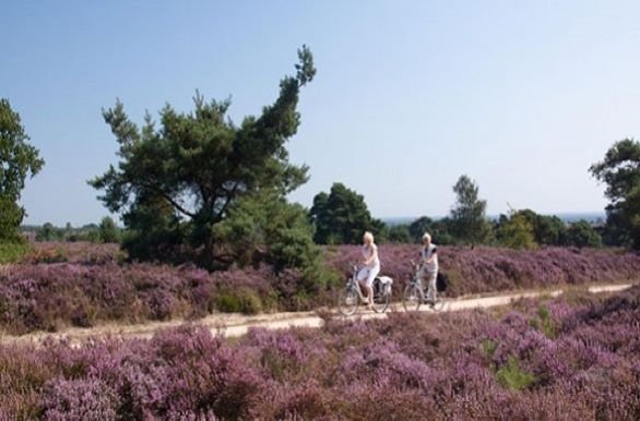 Fietsen op de heide