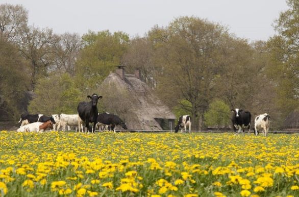 Natuur Orvelte