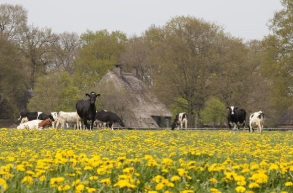 Natuur Orvelte