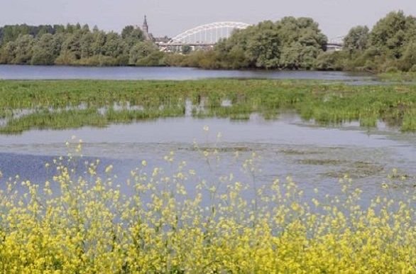 Natuurgebied de Ooijpolder