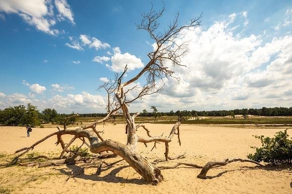 Loonse en Drunense Duinen