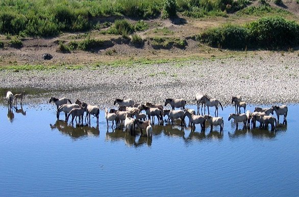 Paarden in de Maas