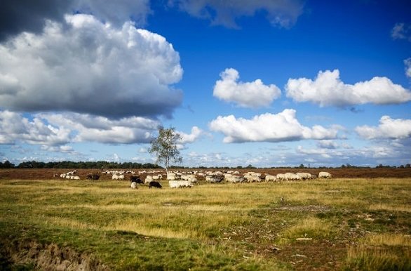 Wandelen en fietsen in Zuidwest Drenthe en Zuidoost Friesland door Nationaal Park Drents-Friese Wold