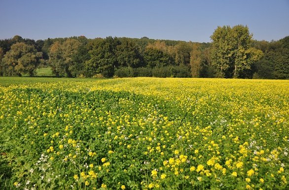 West Vlaanderen