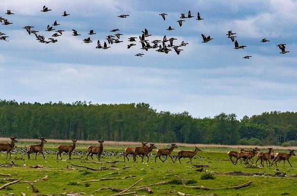 Oostvaardersplassen met dieren