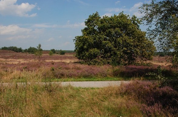 Hoge Veluwe fietsvakantie Nederland