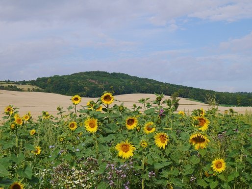 Fietsen in de omgeving van Weimar Thüringen