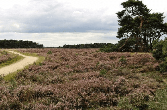 Grote Heide Fietsvakantie  Nederland Van Gogh Route