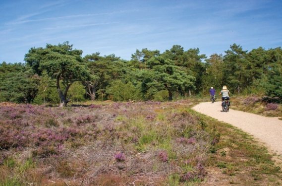 Fietsers door de Maasduinen Fietsers door de Maasduinen