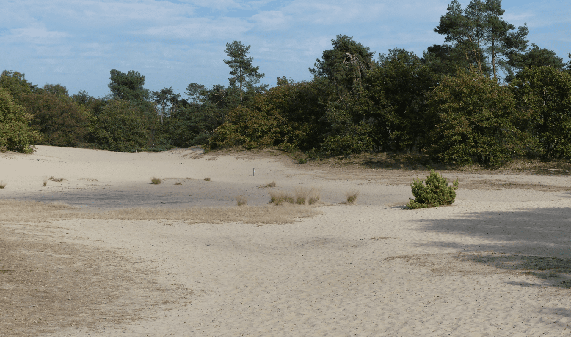 Loonse en Drunense duinen Nederland