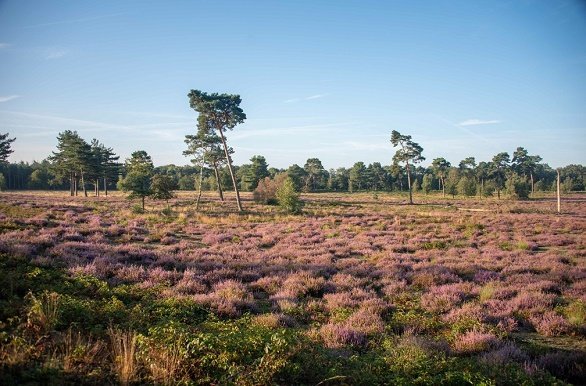 De Maasduinen, de Afferdense Heide