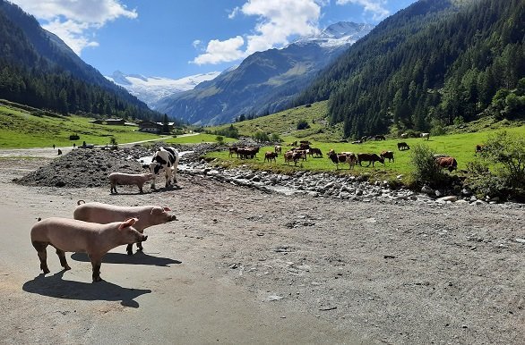 Wandelen in Oostenrijk 