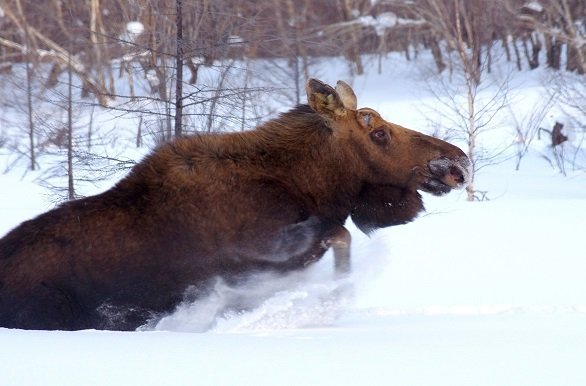 Eland sneeuw