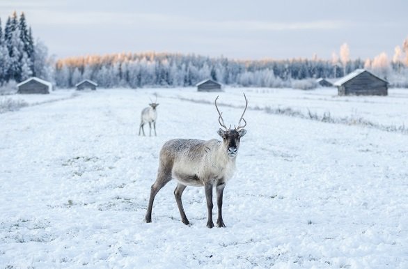 rendieren in de sneeuw