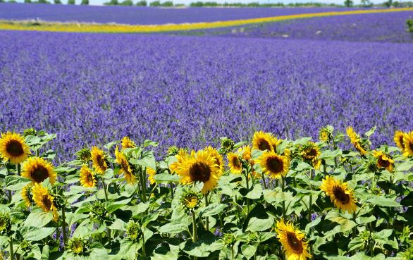 Lavendel en Zonnebloemen