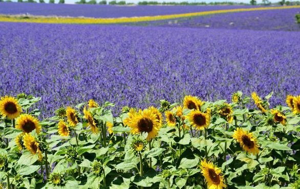 Lavendel en Zonnebloemen